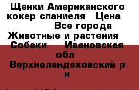 Щенки Американского кокер спаниеля › Цена ­ 15 000 - Все города Животные и растения » Собаки   . Ивановская обл.,Верхнеландеховский р-н